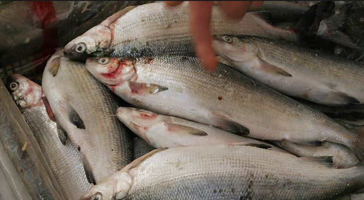 Ավելի քան 44 000 կգ սիգի իրացման փաստեր են պարզվել՝ «Սիգ» ձկնատեսակի որսի արգելված լինելու պայմաններում  