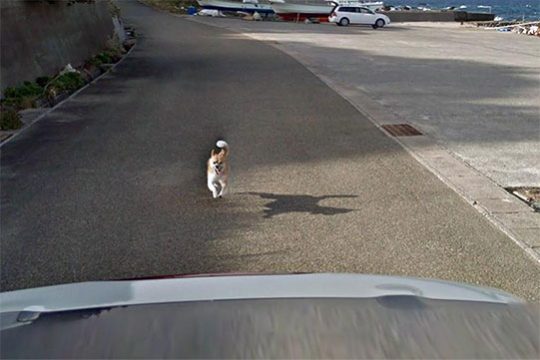 Ճապոնիայում շունը հետապնդել է Google Street View-ի մեքենային