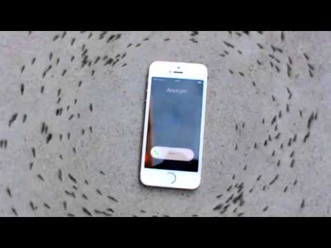 Մրջյունները շարժվում էին հեռախոսի կողքով. հանկարծ հեռախոսը միացավ (տեսանյութ)