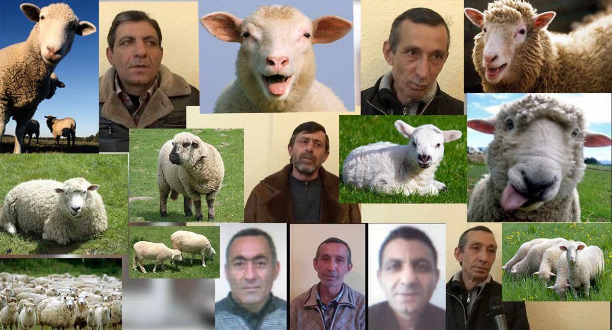 Կեղծ փողերով գառ ու ոչխար ձեռք բերողների «հաղթարշավը» կասեցվեց (տեսանյութ)