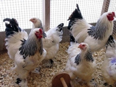 Եվրամիությունում արգելվել է Ուկրաինայից հավի մսի ներկրումը