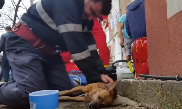 Փրկարարը շանն արհեստական շնչառություն է տալիս և փրկում նրան (տեսանյութ)