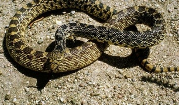 Երևան քաղաքի Ծարավ Աղբյուրի տներից մեկի մոտակայքում օձ է հայտնաբերվել