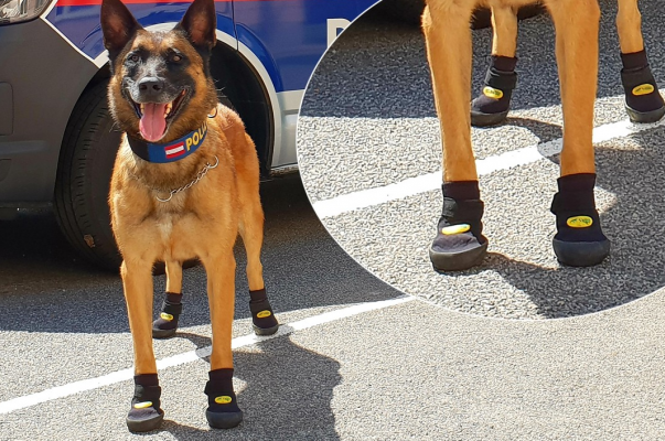Վիեննայում ոստիկանական շներին հատուկ կոշիկներ են հագցրել՝ շոգից պաշտպանելու համար