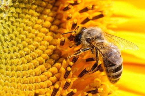 В Капане от укуса пчелы погиб человек - «Грапарак»