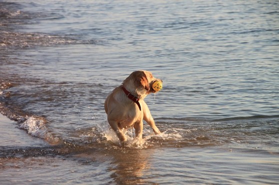 Այս շունը խենթանում է ծովի համար (տեսանյութ)