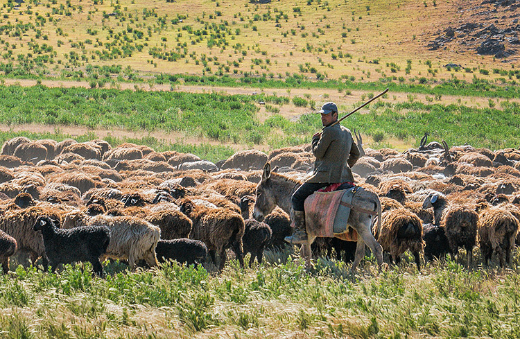 Հայաստան-Վրաստան սահմանին կայծակը սպանել է հովվին ու տասնյակ ոչխարների