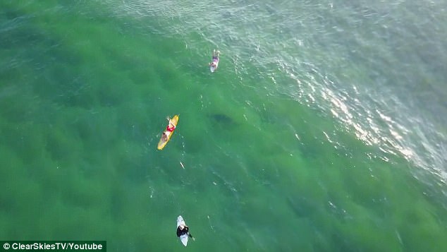 Ավստրալացու տեսախցիկը ֆիքսել է սերֆերների հետ լողացող շնաձկանը (տեսանյութ)