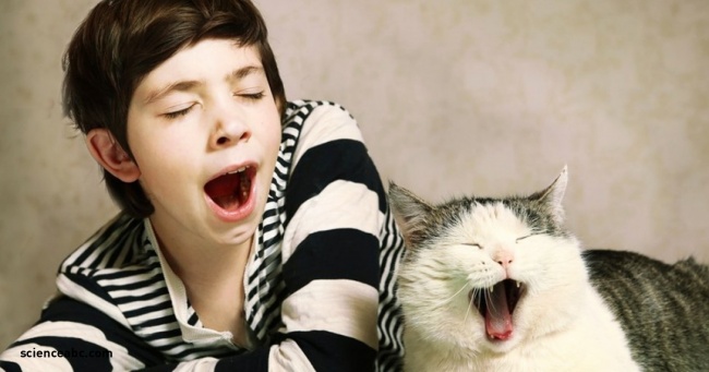 Почему зевать так чертовски заразительно