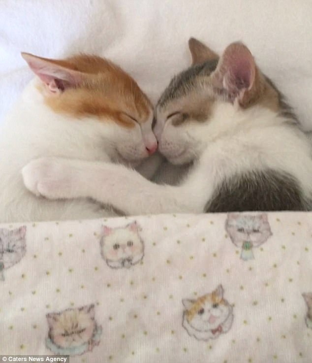 Այս կատուներն առանց իրար փաթաթվելու չեն կարողանում քնել (լուսանկարներ, տեսանյութ)