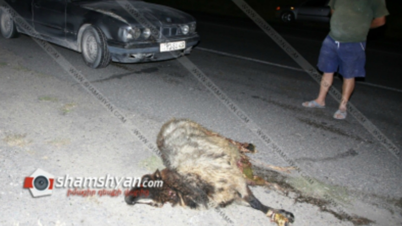 Արտակարգ դեպք Կոտայքի մարզում. BMW-ն մխրճվել է ոչխարի հոտի մեջ. 3-ը սատկել են, մեկը՝ վիրավոր է