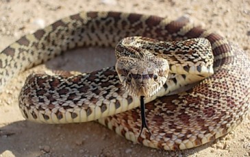 Երևանում օձ է հայտնաբերվել