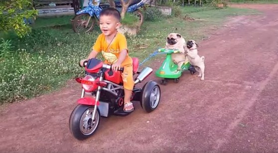 Փոքրիկն ու իր շունը միասին հեծանիվ են քշում (տեսանյութ)