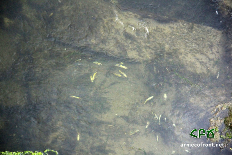 Աճանան գետում բազմաթիվ սատկած ձկներ են հայտնաբերվել