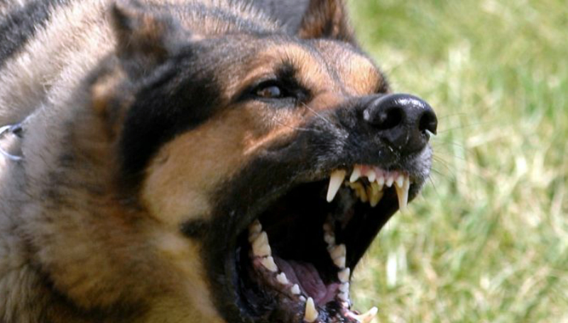 30-ամյա կնոջը կծած շան մոտ կատաղություն է հայտնաբերվել. ԱՆ