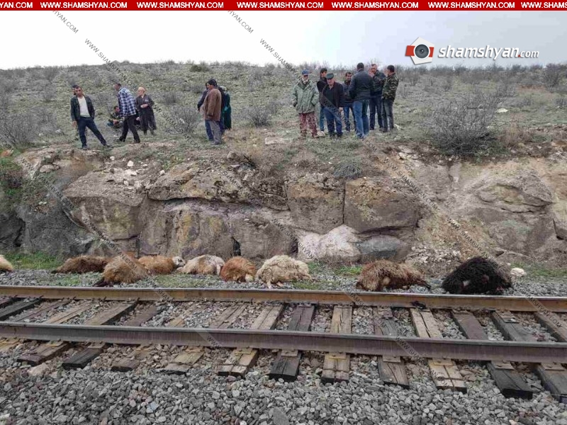 Արագածոտնի մարզում էլեկտրագնացքը բախվել է ոչխարի հոտին. 63 ոչխար սատկել է