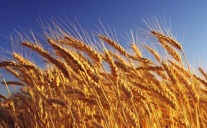 Այս տարի Արցախում ցորենի որակն ավելի բարձր է. Արամ Մխոյան