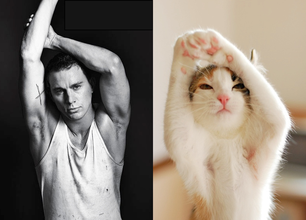 Հայտնիների և կատուների նմանությունը.զվարճալի ֆոտոշարք