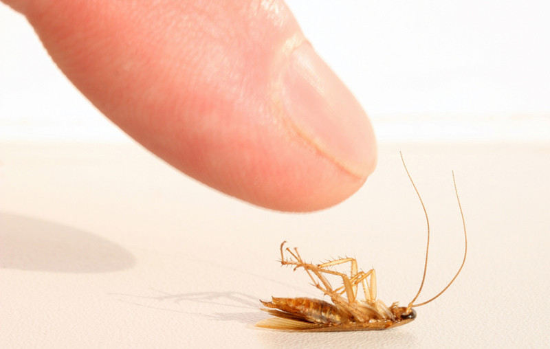 Как избавиться от тараканов: на удивление простой и надёжный способ 