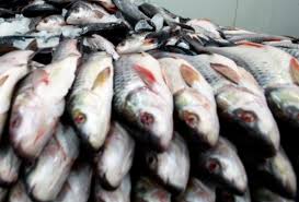 ՌԴ-ն ուժեղացված լաբորատոր վերահսկողություն է սահմանել Հայաստանից արտահանվող ձկնամթերքի նկատմամբ