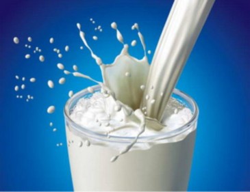 Յուղոտ կաթն անհամեմատ ավելի օգտակար է մարդու առողջության համար