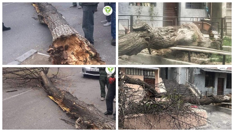 Քամու հետևանքով Երևանում մի քանի ծառեր են տապալվել