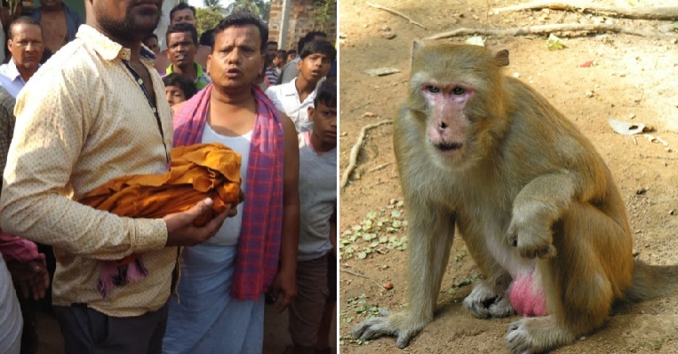 Հնկաստանում կապիկը գողացել է նորածնին ու նետել ջրհորը. երեխան մահացել է (լուսանկարներ)