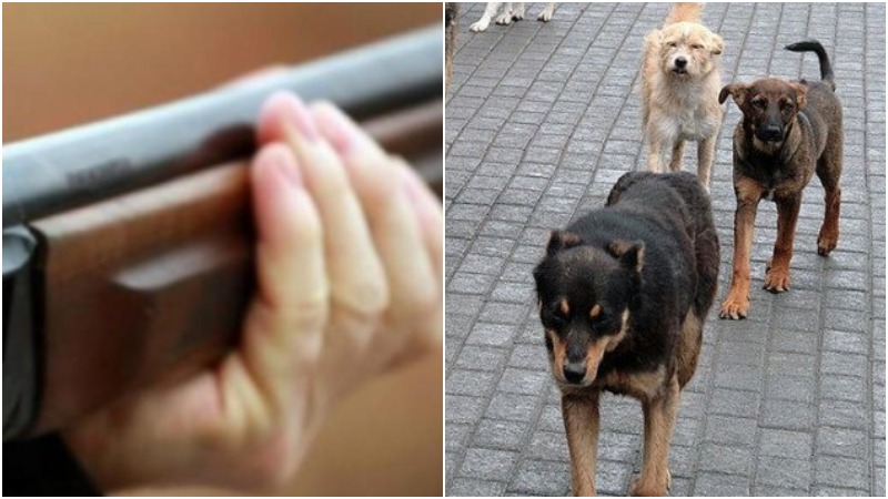 Նոր Խարբերդում 70-ամյա բնակիչը երկու անգամ կրակել է շան վրա 