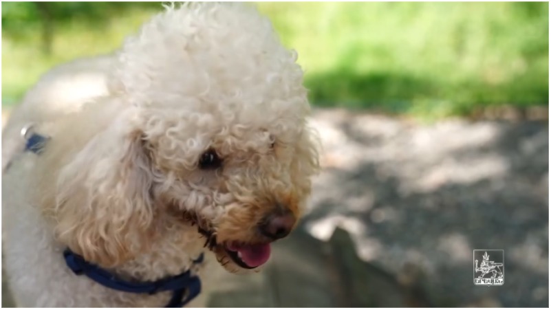 Մի շարք վարչական շրջաններում ընտանի շների համար հատուկ զբոսայգիներ են կառուցվել (տեսանյութ)
