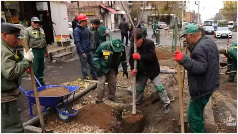 Ուլնեցի փողոցում ձիակասկ ցեղի պավիա և սովորական տեսակներն են տնկվել (տեսանյութ)