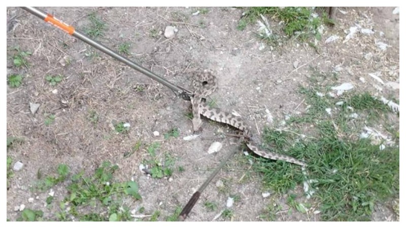 Ասկերանի բնակելի տներից մեկի բակում օձ է հայտնվել