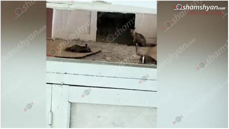 Տաշիրի մանկապարտեզում հայտնաբերվել է աղվես՝ իր ձագուկներով (տեսանյութ)