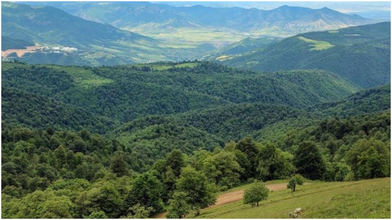 «Փաստ». Ինչո՞ւ է թիրախավորվել հենց Նոյեմբերյանի անտառտնտեսությունը