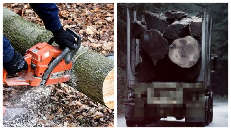 Ծառեր հատած 25-ամյա վարորդը ձերբակալվել է