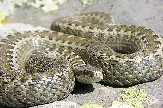 Քաղաքի տարբեր հատվածներում օձեր են հայտնաբերվել
