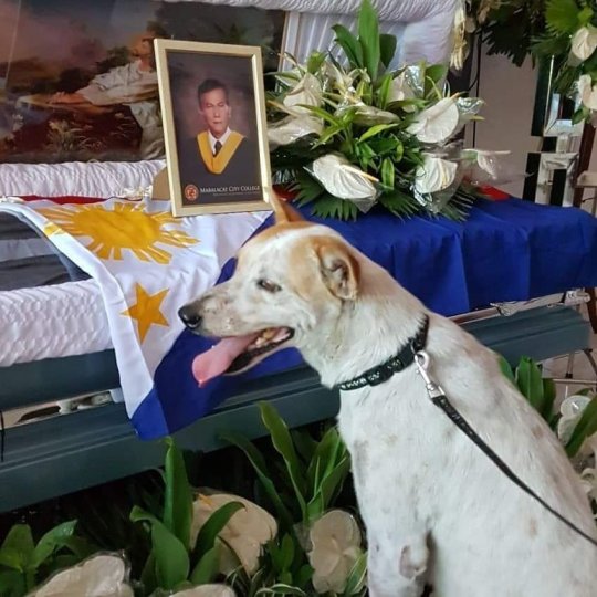 Ֆիլիպիններում շունն օրեր շարունակ չի հեռանում մահացած ուսուցչի դասասենյակի մոտից