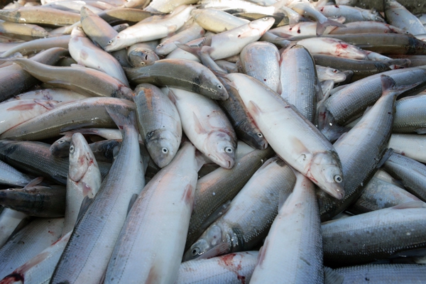Սոչիում վառել են Հայաստանից ուղարկված 280 կգ ձուկը