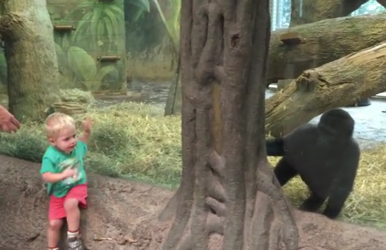 Առավոտյան դրական լիցքեր․ գորիլան պահմտոցի է խաղում փոքրիկի հետ (վիդեո)