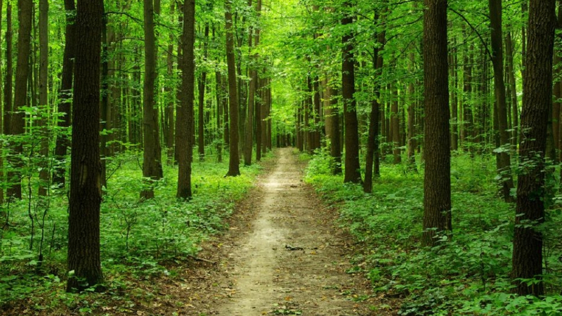 Լոռու մարզում անտառների պահպանության համար պատասխանատու 18 պաշտոնատար անձի մեղադրանքներ են առաջադրվել
