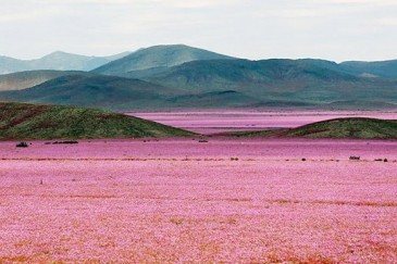 Աշխարհի ամենաչոր անապատը ծաղիկներով է ծածկվել
