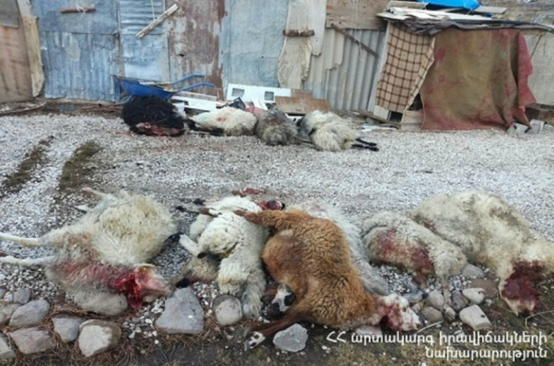 Մարտունի քաղաքի մոտակա սարում գայլերը հոշոտել են 27 ոչխար