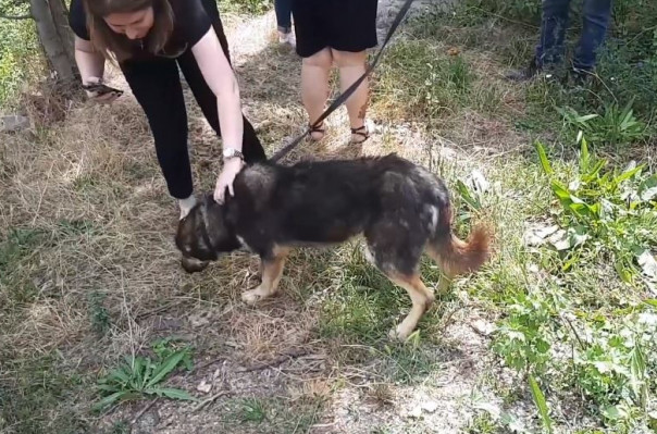Ոստիկանությունը հայտնաբերել է «Նիվա» մակնիշի մեքենայով շների քարշ տալու տեսանյութում երևացող անձին
