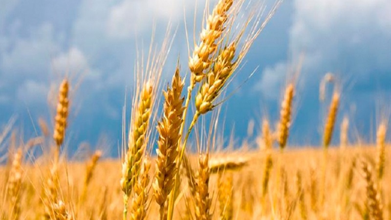 Կառավարությունը նախատեսում է սուբսիդավորել կամ փոխհատուցել աշնանացան ցորենի սերմերի գինը