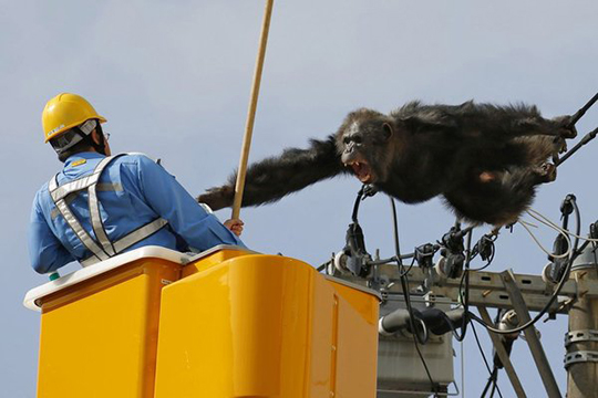 Ճապոնիայում փախած շիմպանզեին իջեցրել են հաղորդալարերի վրայից