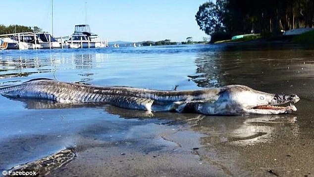 Ավստրալական լճի ափին տարօրինակ կենդանի է հայտնաբերվել (լուսանկարներ)