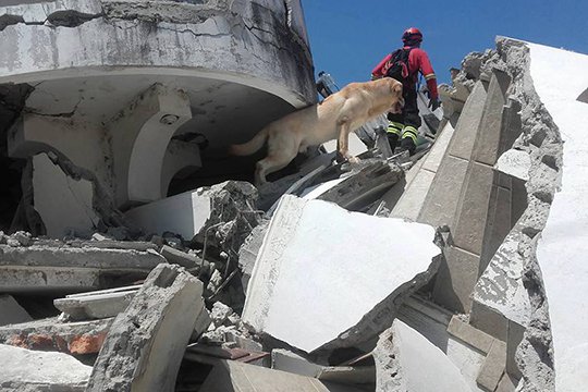 Էկվադորում շունը իր կյանքի գնով յոթ մարդու կյանք է փրկել