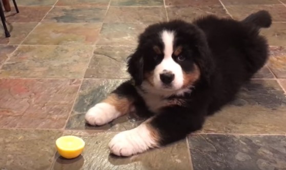 Շունն առաջին անգամ կիտրոն է փորձում (տեսանյութ)