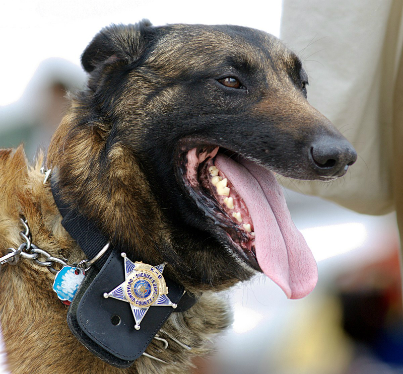 Ֆլորիդայում ոստիկանական շունը պրոֆեսիոնալ կերպով բերման է ենթարկել հանցագործին 