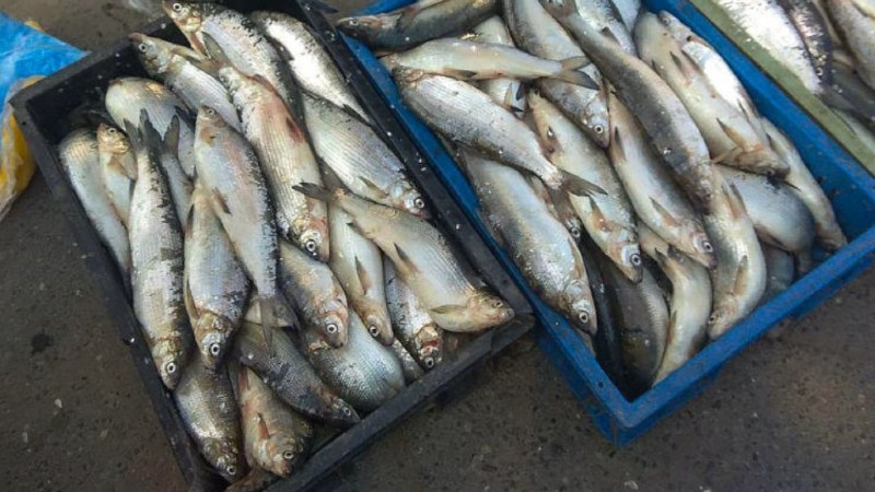 Դեկտեմբերի 1-ից ավարտվում է Սևանա լճում արդյունագործական ձկնորսության որսաշրջանը