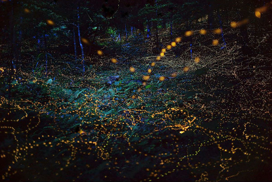 Հազարավոր լուսատտիկներ՝ Ճապոնիայի անտառներում (լուսանկարներ)